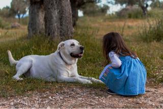 Best Shock Collars for Dog Training