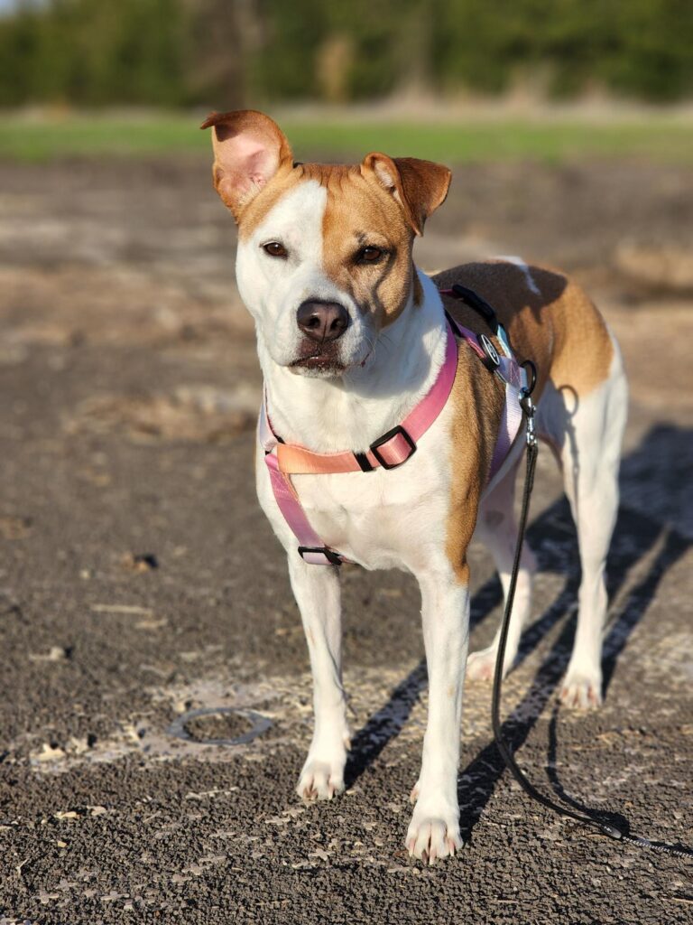 Contemporary Dog Collars